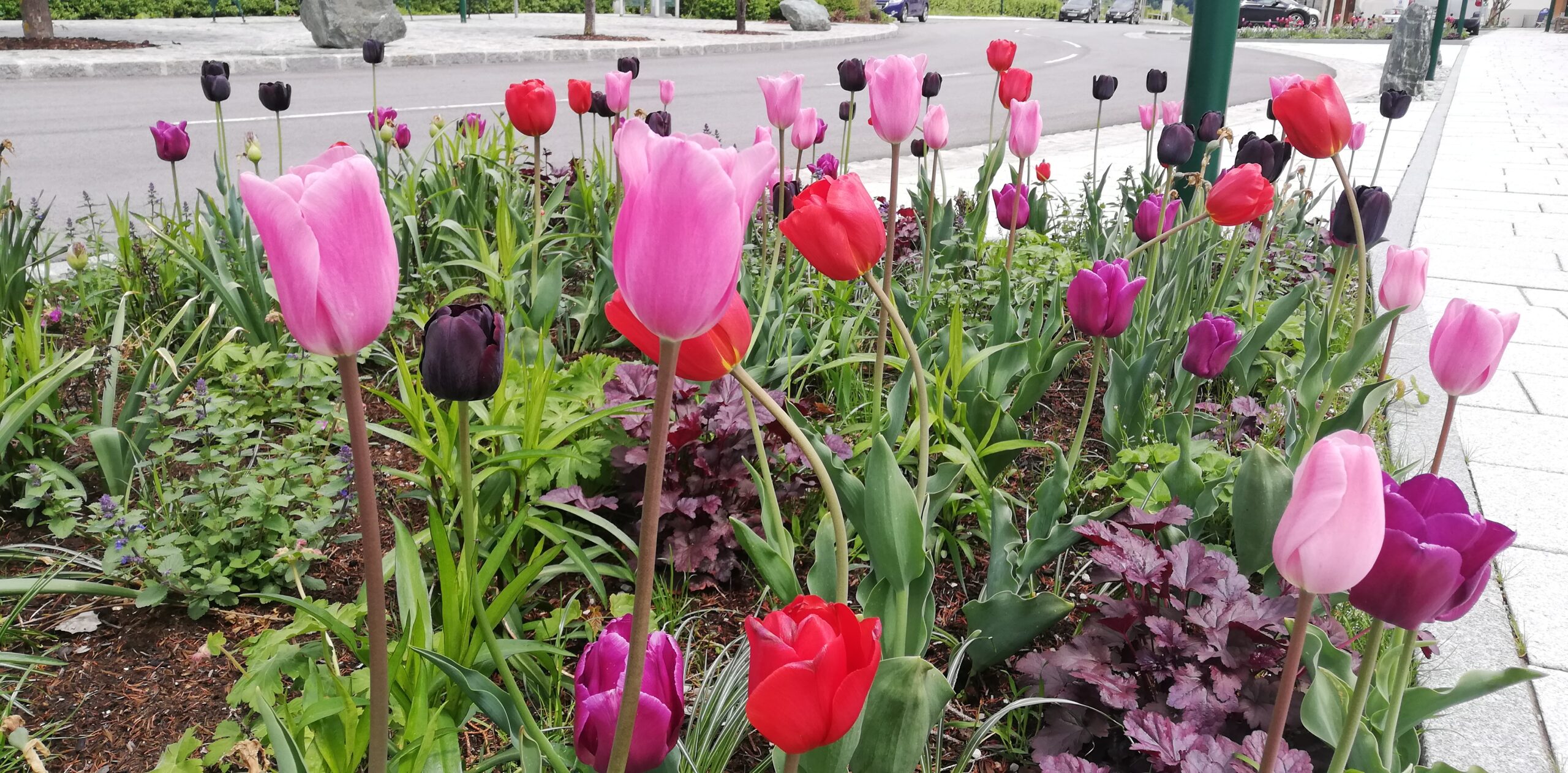Tulpen Barfuss auf einem Weg