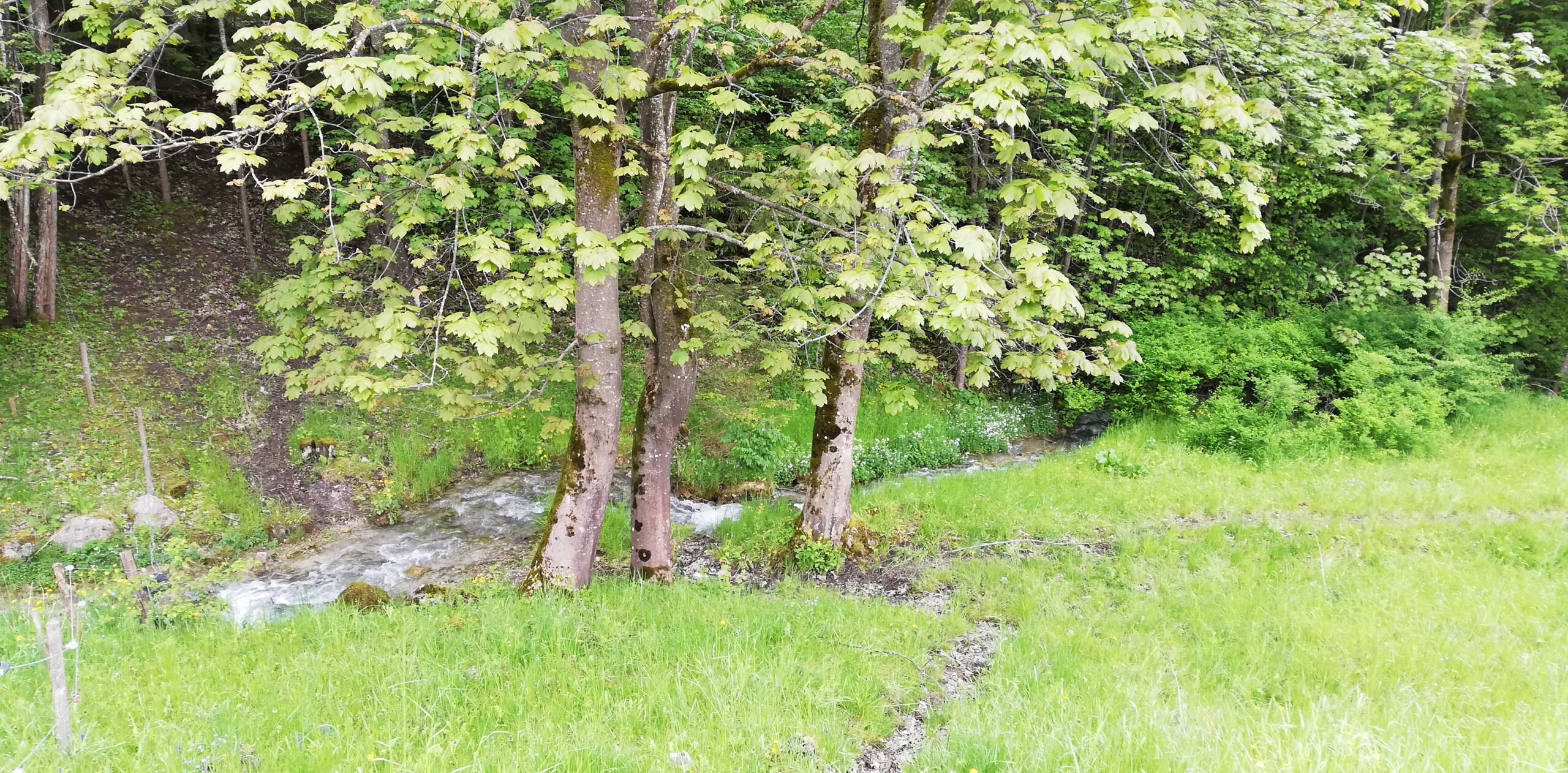 bacherl Barfuss auf einem Weg