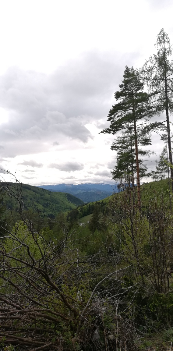 langerweg-Berge-baum 