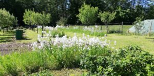 phlox Barfuss auf einem Weg