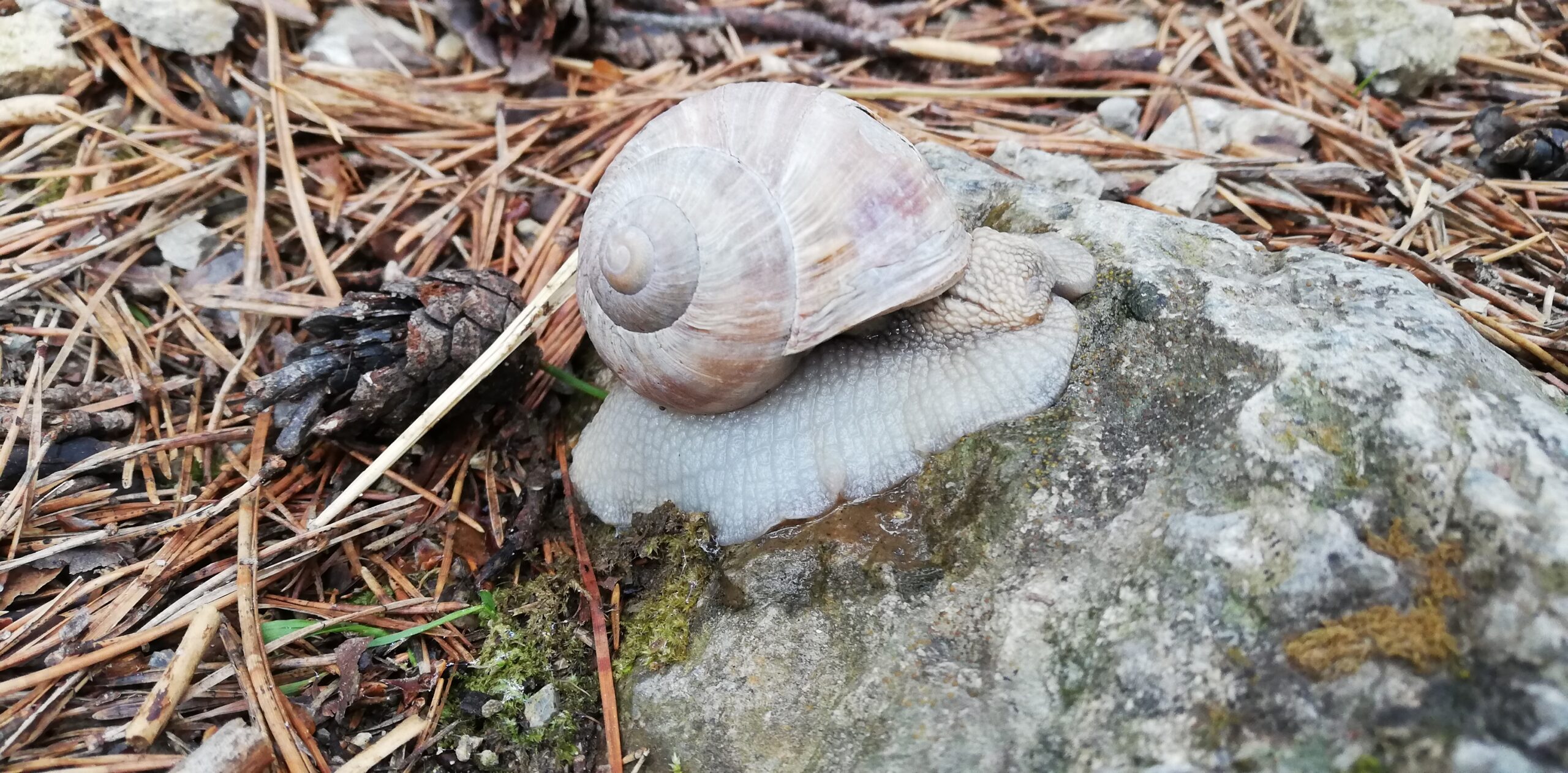 schnecke2 Barfuss auf einem Weg