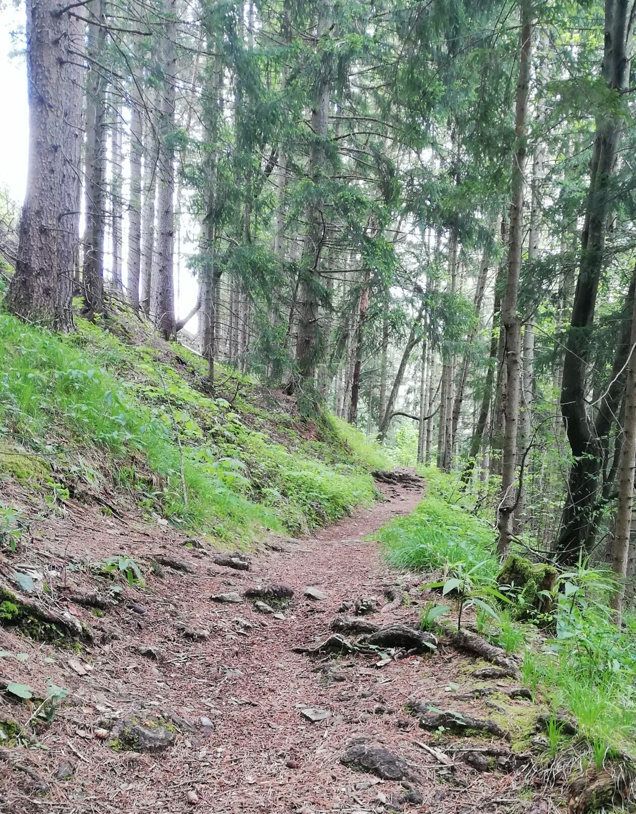 wegdurchoesterreich Barfuss auf einem Weg