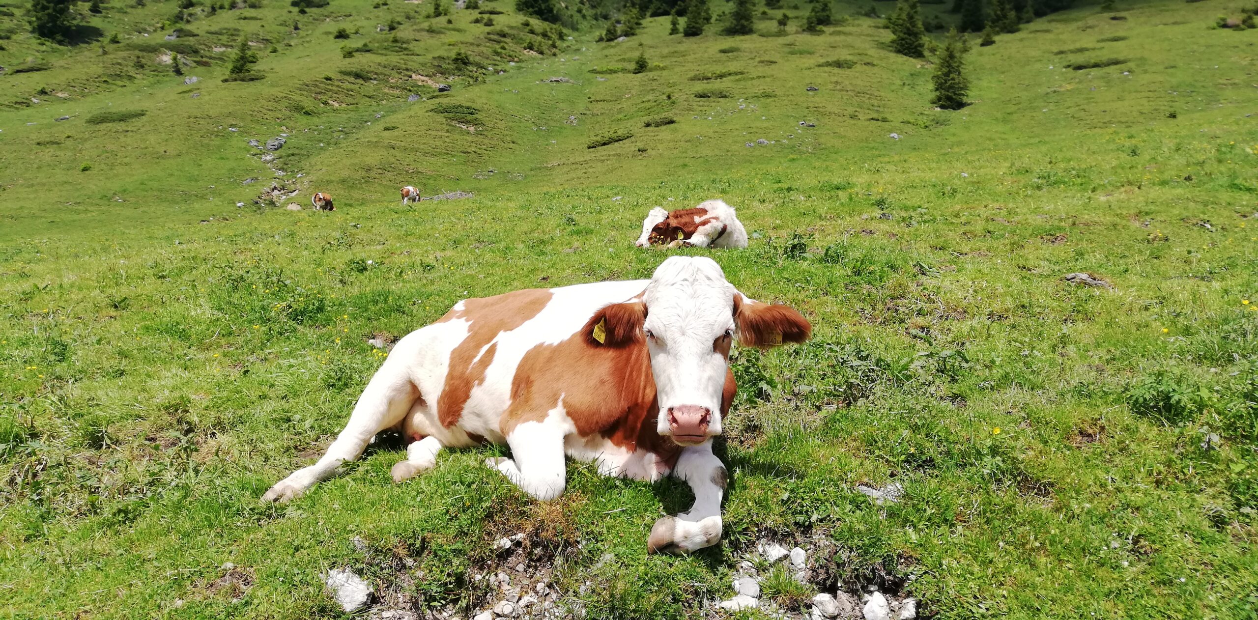 Barfuss auf einem Weg