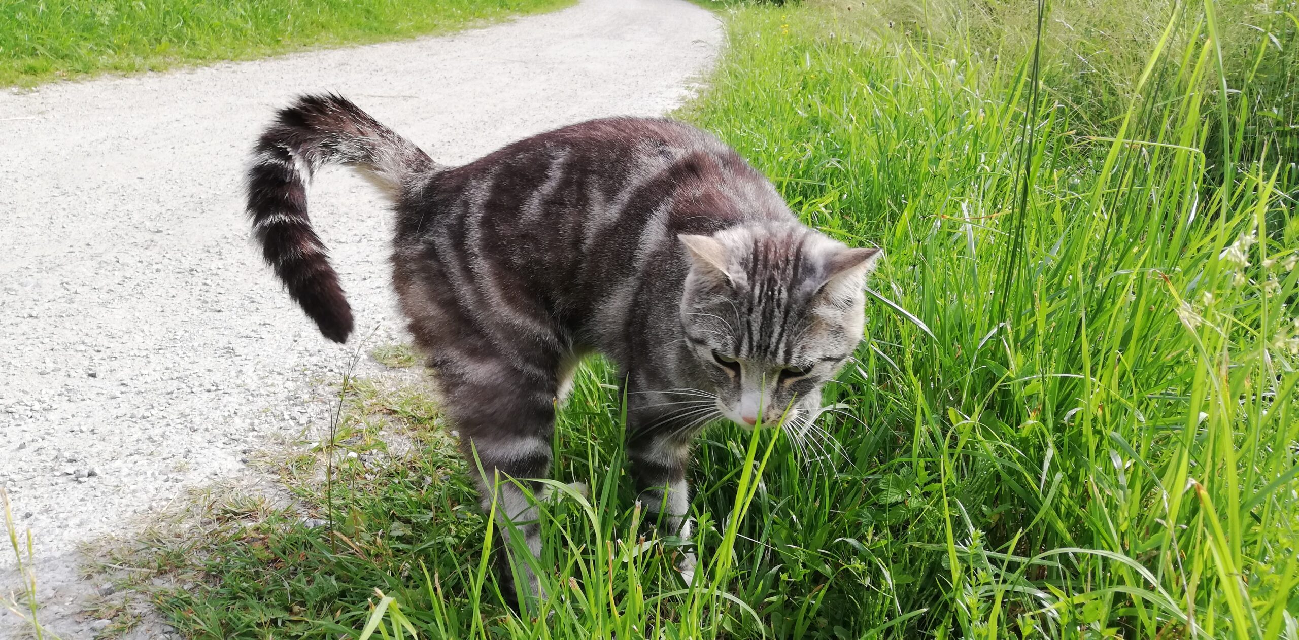 IMG_20210620_085645 Barfuss auf einem Weg