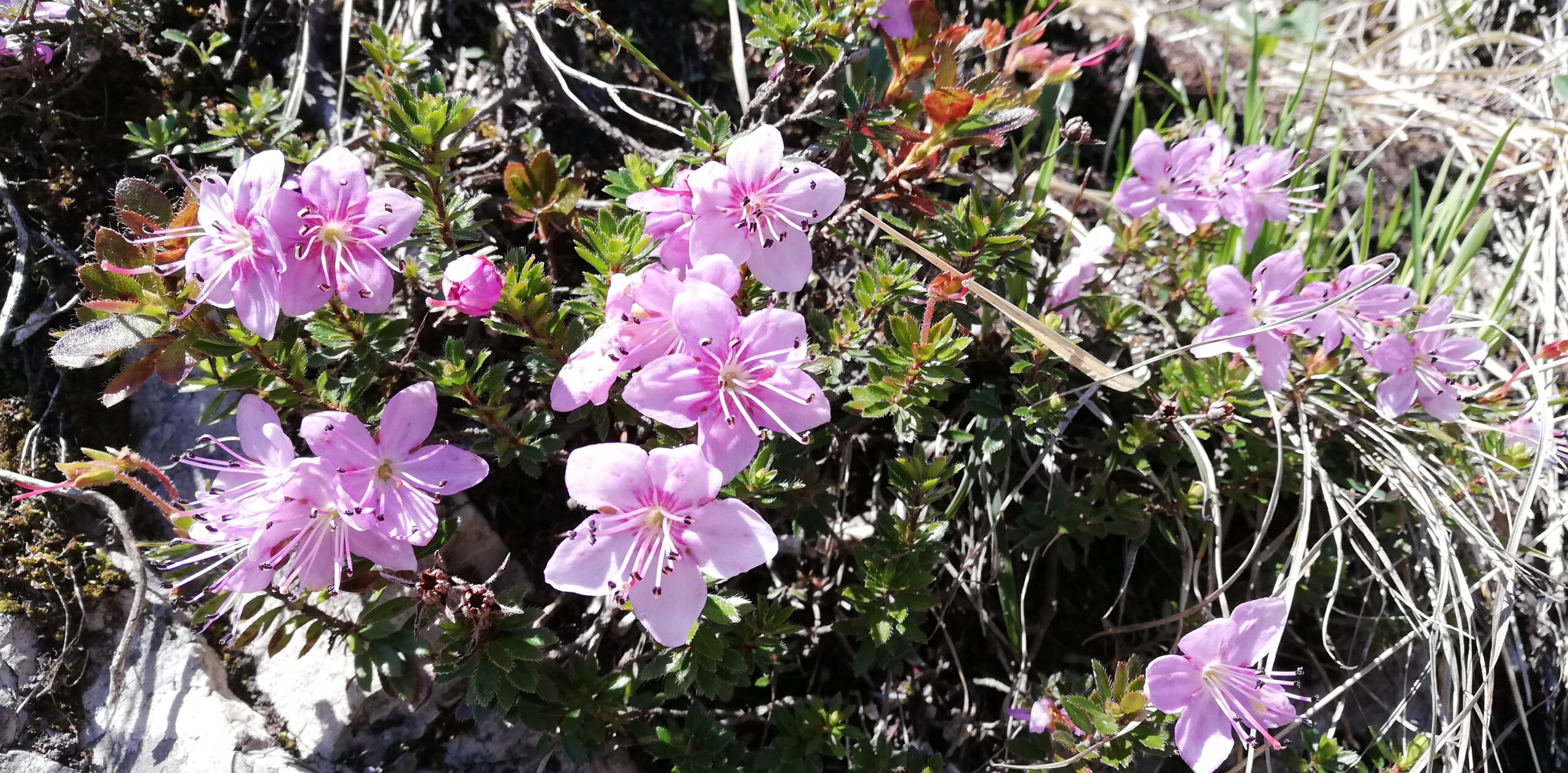 Rosablüten Barfuss auf einem Weg