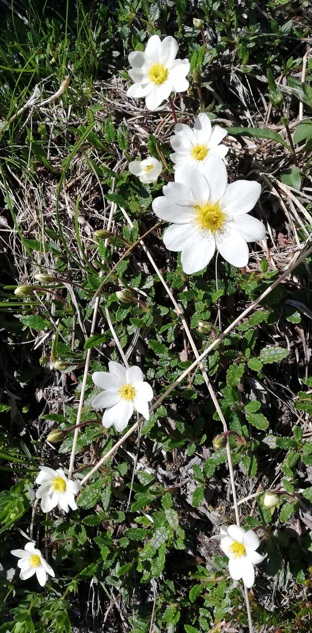 Weisseblüten Barfuss auf einem Weg